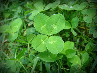 What is the meaning of the four leaved clover?
