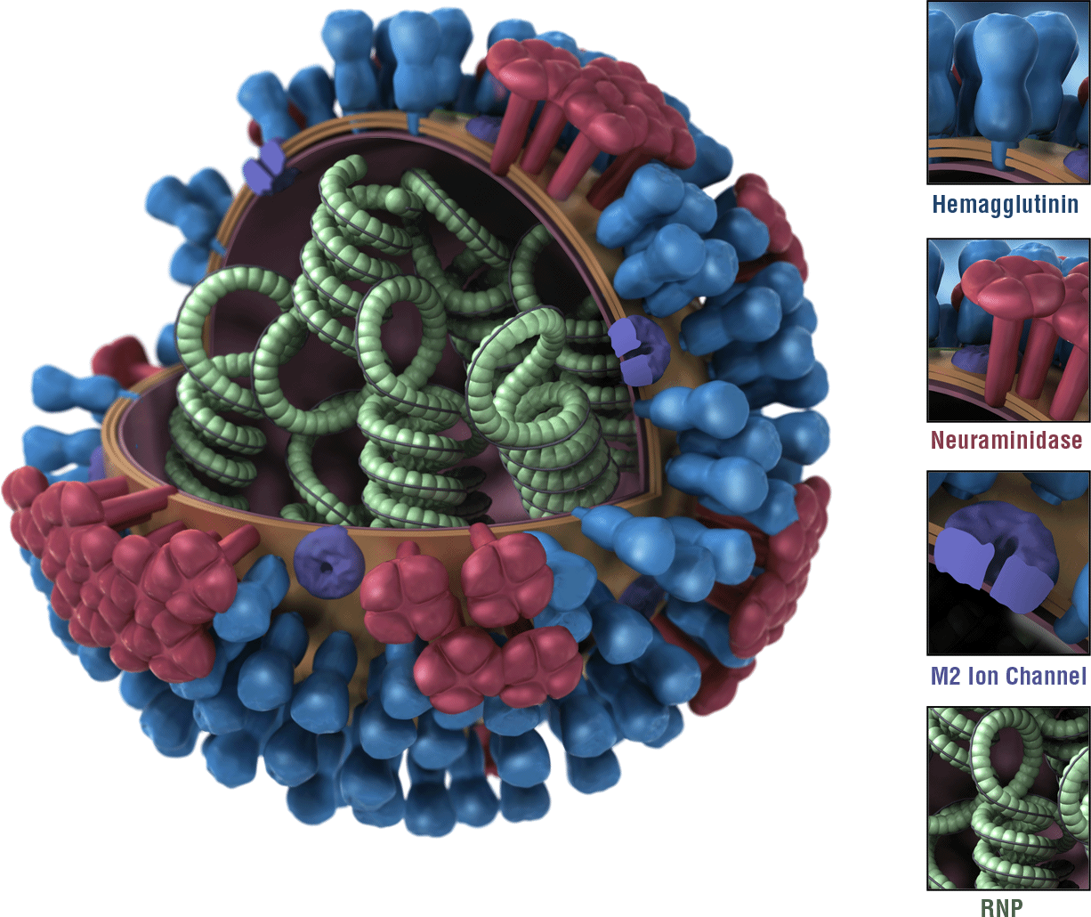 Flu Shots How Effective Are They Statistics By Jim